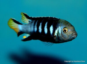 Metriaclima melissa 'Chewere'